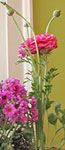 home staging by Debra Gould flowers key in home staging says stager Debra Gould